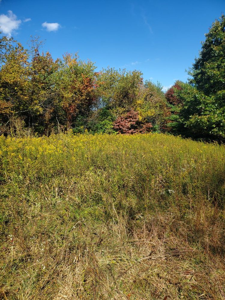 Wild goldenrod meadow on the property fall 2022