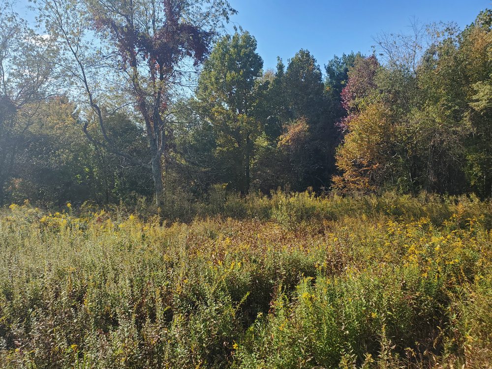 Fall foliage on raw land at Goodwins Peak 2022