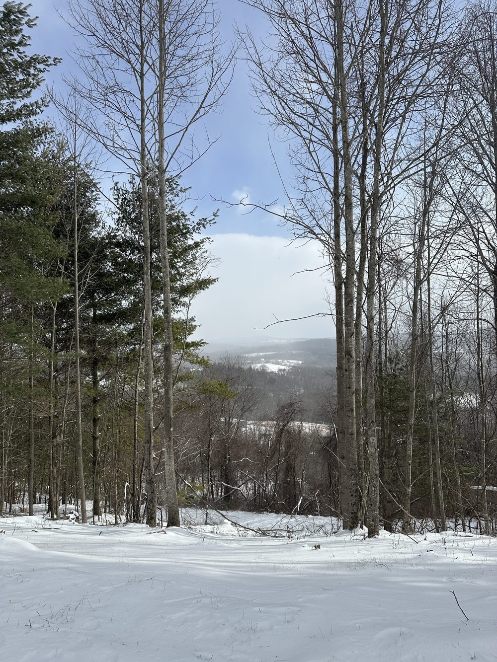 Winter valley view through trees at Goodwins Peak