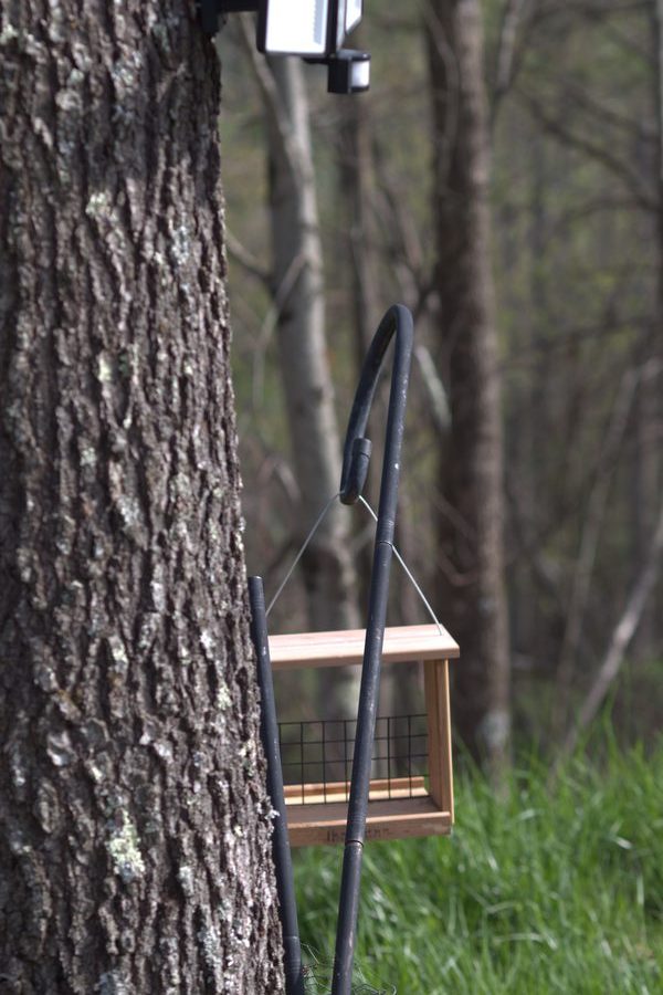 Bird feeder at Goodwins Peak Sparta NC